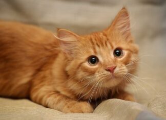 Κερατσίνι: Γάτα βρέθηκε νεκρή με το κεφάλι τυλιγμένο σε πανιά και δεμένο με σχοινί