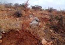 Αυτό το “έργο” στοίχισε περίπου μισό εκατομμύριο ευρώ! Αποτυχημένη η αναδάσωση στη τοποθεσία Ζέστενα περιοχής Αμφιάλης του Δήμου Κερατσινίου Δραπετσώνας