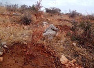 Αυτό το “έργο” στοίχισε περίπου μισό εκατομμύριο ευρώ! Αποτυχημένη η αναδάσωση στη τοποθεσία Ζέστενα περιοχής Αμφιάλης του Δήμου Κερατσινίου Δραπετσώνας