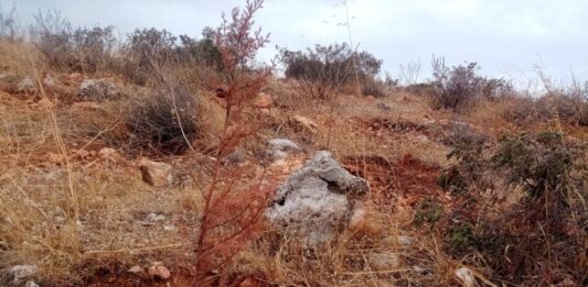 Αυτό το “έργο” στοίχισε περίπου μισό εκατομμύριο ευρώ! Αποτυχημένη η αναδάσωση στη τοποθεσία Ζέστενα περιοχής Αμφιάλης του Δήμου Κερατσινίου Δραπετσώνας