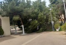 ΚΕΡΑΤΣΙΝΙ – ΑΜΦΙΑΛΗ: Πτώση δέντρου στον περίβολο Ναού