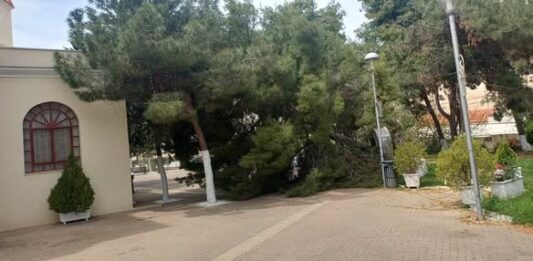 ΚΕΡΑΤΣΙΝΙ – ΑΜΦΙΑΛΗ: Πτώση δέντρου στον περίβολο Ναού