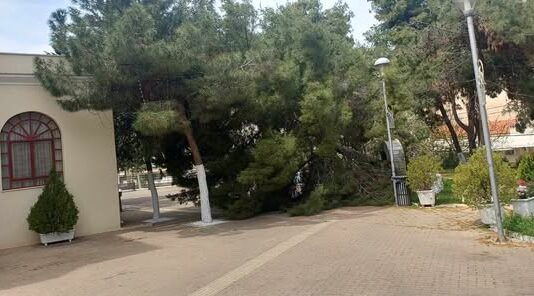 ΚΕΡΑΤΣΙΝΙ – ΑΜΦΙΑΛΗ: Πτώση δέντρου στον περίβολο Ναού