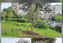 Μεταφύτευση σε πάρκα και επιλεγμένα σημεία του Δήμου Κερατσινίου Δραπετσώνας σε 52 ελιές που προέρχονται από την Πάτρα