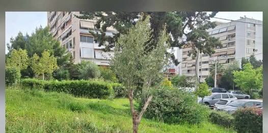 Μεταφύτευση σε πάρκα και επιλεγμένα σημεία του Δήμου Κερατσινίου Δραπετσώνας σε 52 ελιές που προέρχονται από την Πάτρα